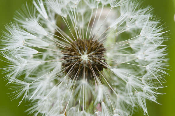 Foto stock: Dandelion · sementes · cabelo · primavera · grama