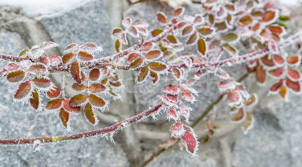 Frosted plants Stock photo © Alex9500