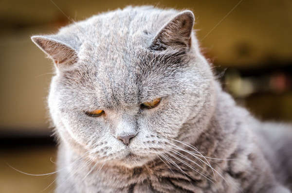 Portrait of british cat Stock photo © Alex9500