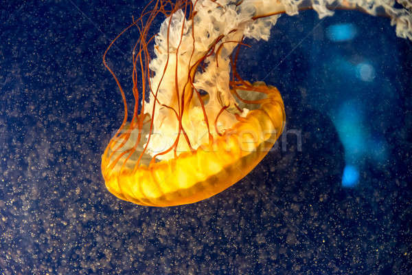 Stok fotoğraf: Turuncu · denizanası · karanlık · doku · soyut · doğa