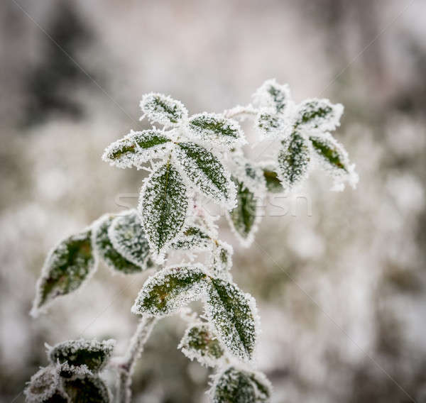 Roślin tekstury drzewo lasu świetle śniegu Zdjęcia stock © Alex9500