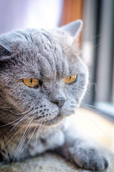 Portrait of laying british cat Stock photo © Alex9500