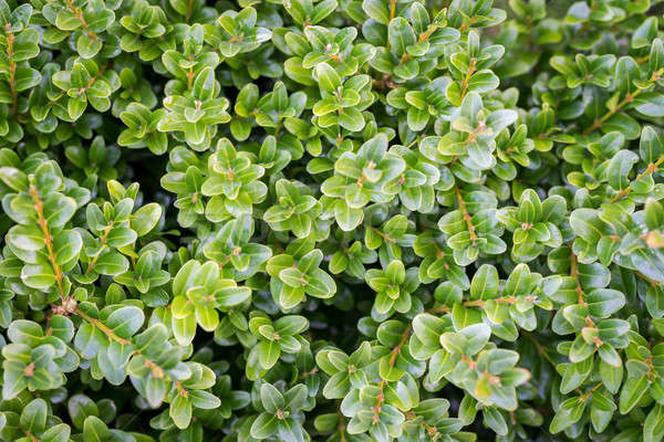 Boxwood background Stock photo © Alex9500