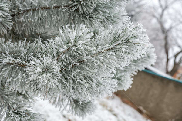 Fa textúra fény hó zöld tél Stock fotó © Alex9500