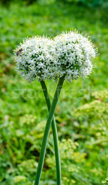 Garlic flowers Stock photo © Alex9500