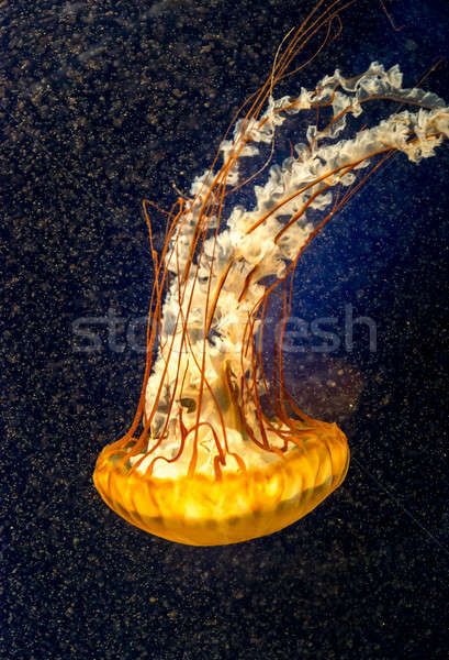 Stock photo: Orange jellyfish on the dark background