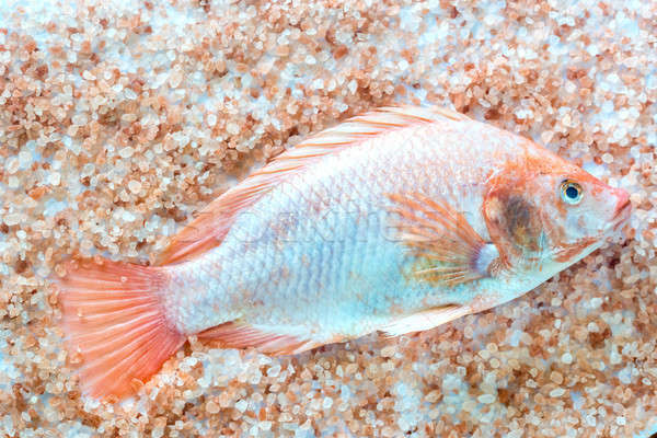 Fresh Tilapia with pink salt Stock photo © Alex9500