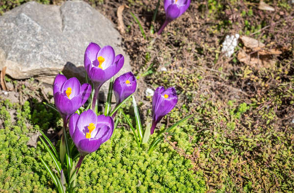 [[stock_photo]]: Crocus · fleurs · parterre · de · fleurs · fleur · jardin · fond