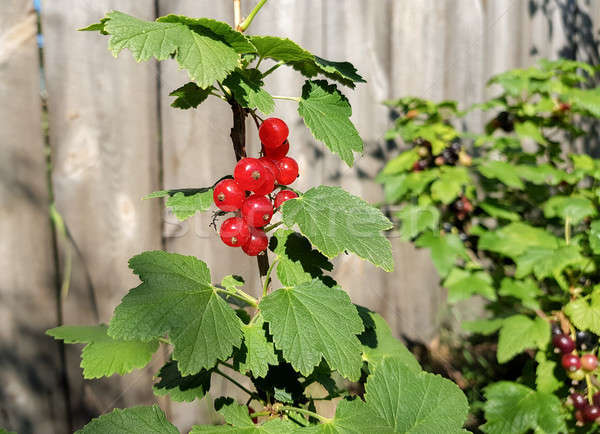 Branch with redcurrant berries in the garden Stock photo © Alex9500