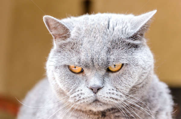 Portrait of british cat Stock photo © Alex9500