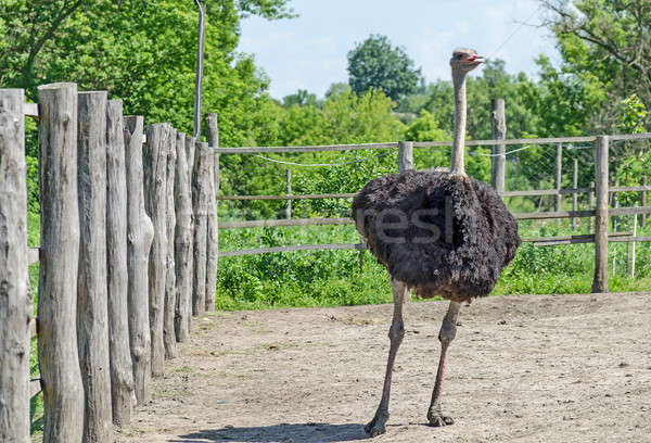 Ostrich male Stock photo © Alex9500