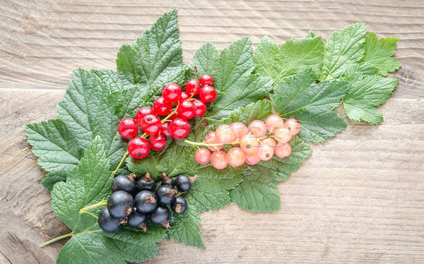 Foto stock: Frescos · grosella · hojas · alimentos · jardín