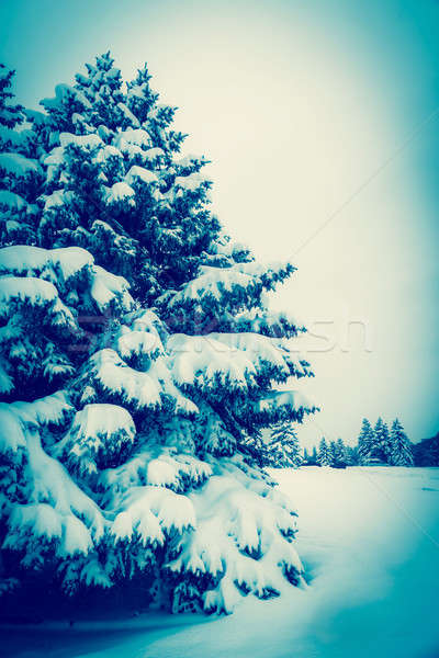 Frosted tree Stock photo © Alex9500