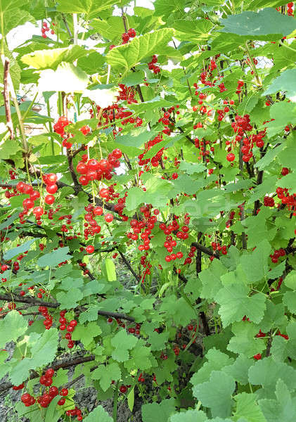 Branch with redcurrant berries in the garden Stock photo © Alex9500