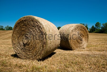 Széna ősz mező kék fű természet Stock fotó © alex_davydoff