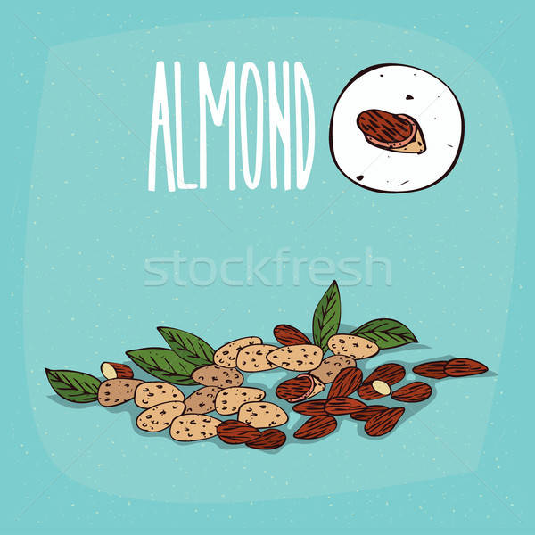 Set of isolated plant Almond nuts herb Stock photo © alexanderandariadna