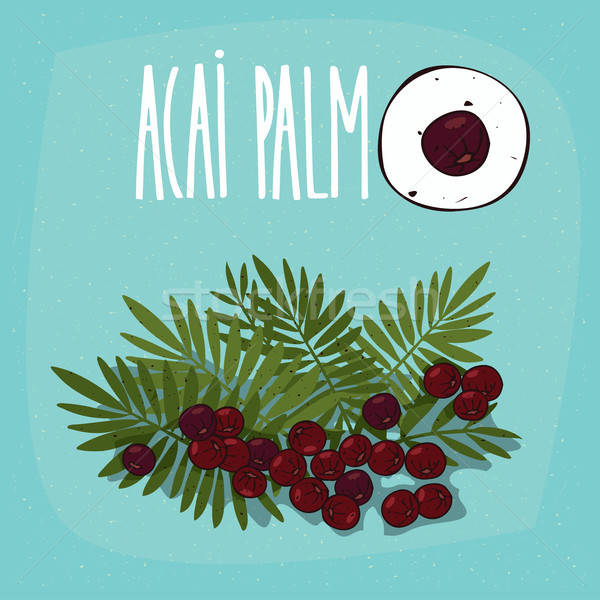 Set of isolated plant Acai Palm fruits herb Stock photo © alexanderandariadna
