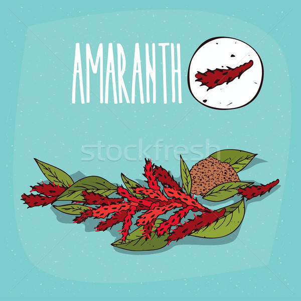 Set of isolated plant Amaranth flowers herb Stock photo © alexanderandariadna
