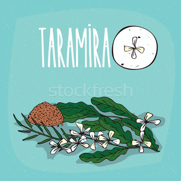 Set of isolated plant Taramira flowers herb Stock photo © alexanderandariadna