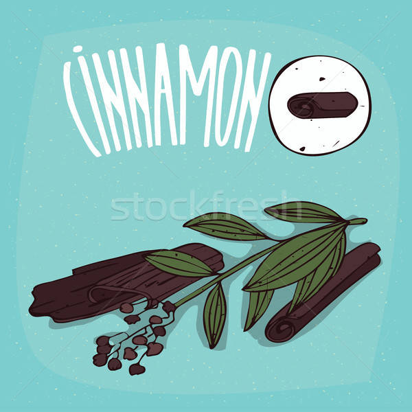 Set of isolated plant Cinnamon sticks herb Stock photo © alexanderandariadna