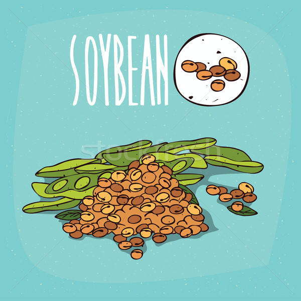 Set of isolated plant Soybean beans herb Stock photo © alexanderandariadna