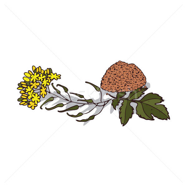 Isolated clipart Mustard Stock photo © alexanderandariadna