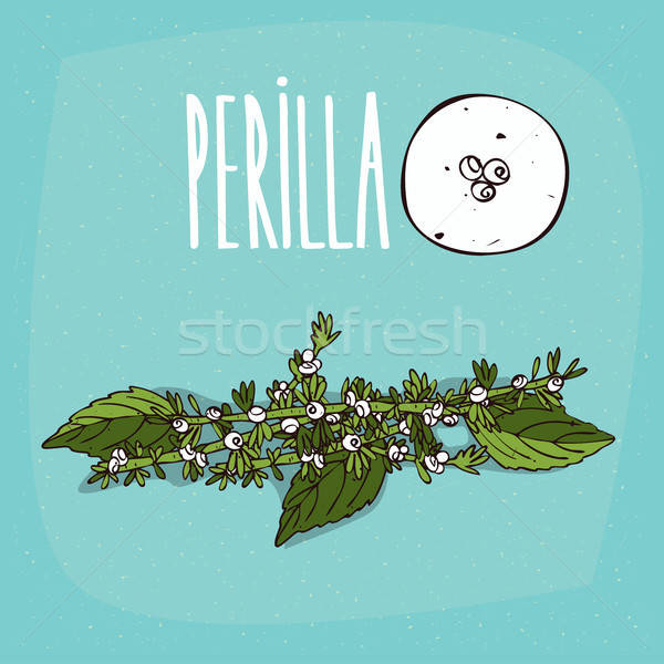 Set of isolated plant Perilla flowers herb Stock photo © alexanderandariadna