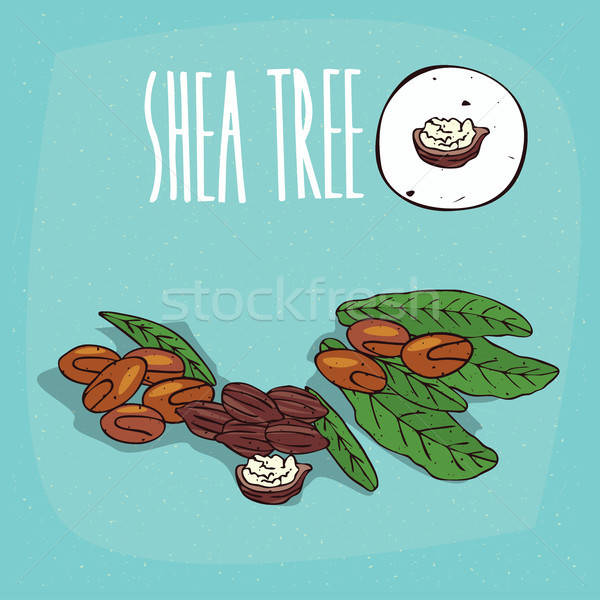 Set of isolated plant Shea tree nuts herb Stock photo © alexanderandariadna