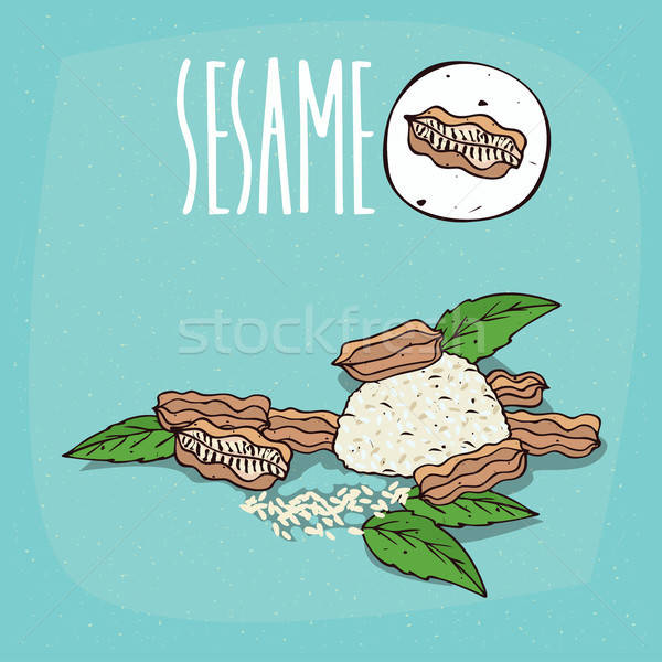 Stock photo: Set of isolated plant Sesame seeds herb