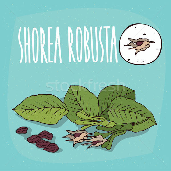 Set of isolated plant Shorea robusta fruits herb Stock photo © alexanderandariadna