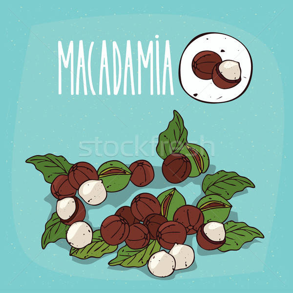 Set of isolated plant Macadamia nuts herb Stock photo © alexanderandariadna