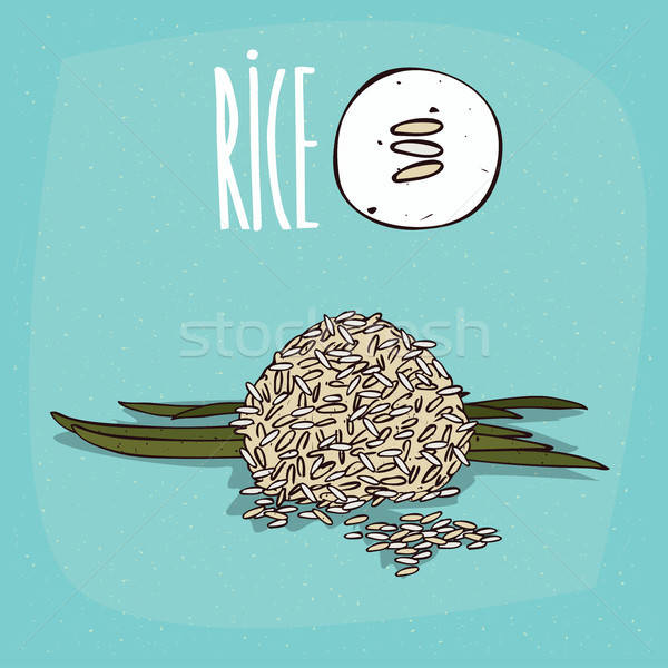 Conjunto isolado planta arroz erva Foto stock © alexanderandariadna
