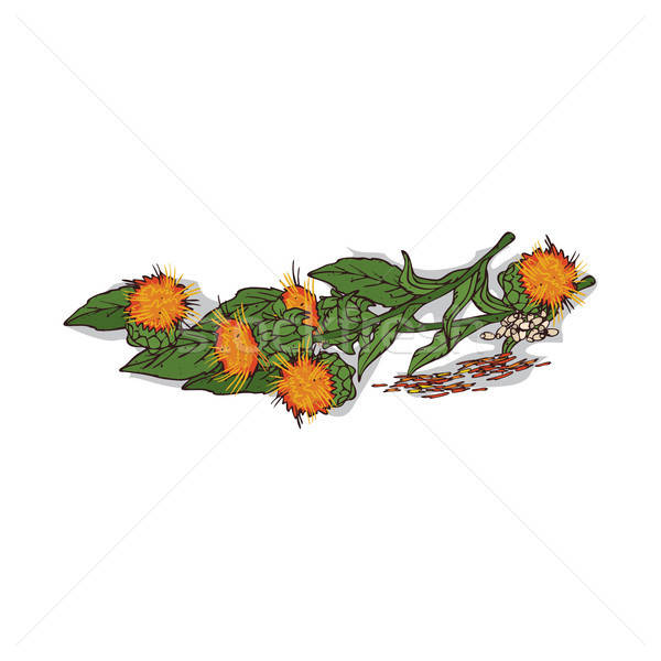 Isolated clipart Safflower Stock photo © alexanderandariadna
