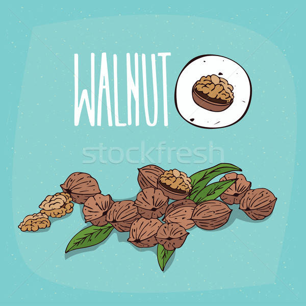 Set of isolated plant Walnut nuts herb Stock photo © alexanderandariadna