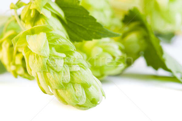 Detail of hop cone and leaves on white background Stock photo © alexandkz