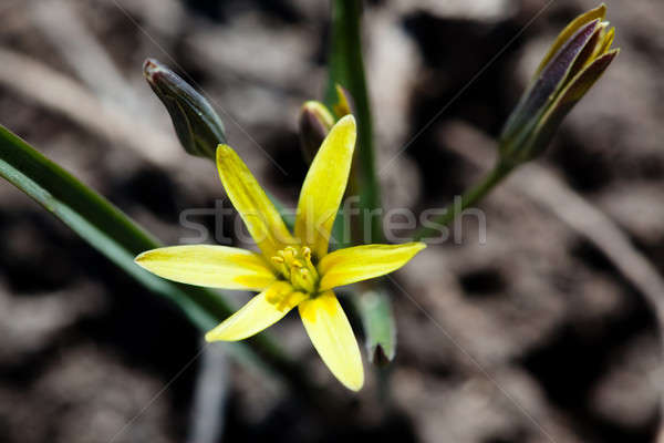  Yellow primrose Stock photo © alexandkz