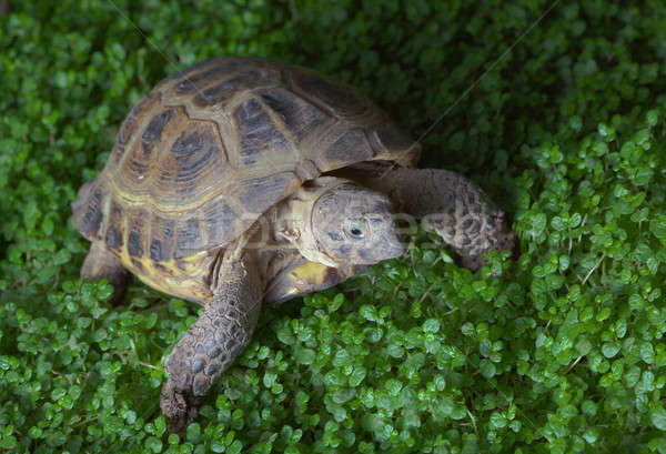 Schildpad natuur groene portret plaat Stockfoto © alexandkz