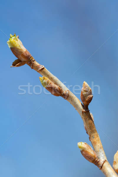 Ahornblatt bud Frühling Himmel Stock foto © alexandkz