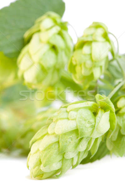 Detail of hop cone and leaves on white background Stock photo © alexandkz