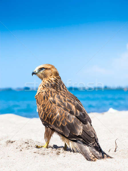 Osprey Fling Over White Sand Beach Stock photo © alexandkz