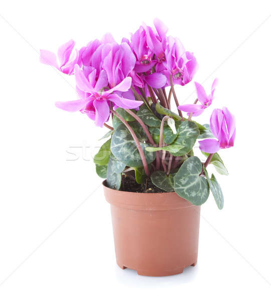 Stock photo: Flower