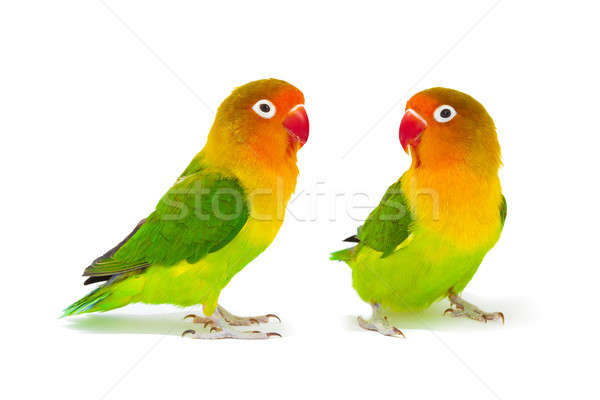 Paire isolé blanche amour oiseau vert [[stock_photo]] © alexandkz