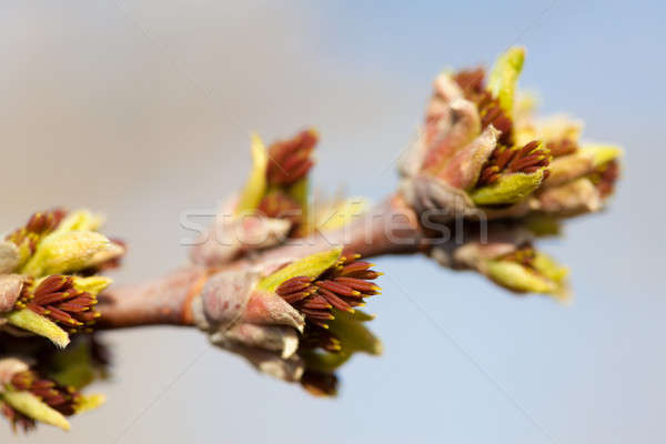 Feuille d'érable bourgeon printemps ciel [[stock_photo]] © alexandkz