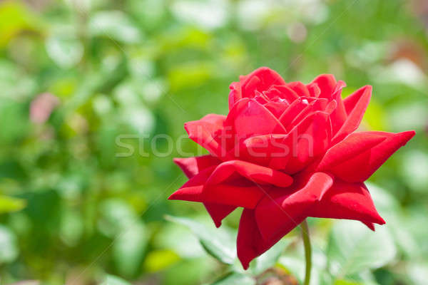 Red rose Stock photo © alexandkz