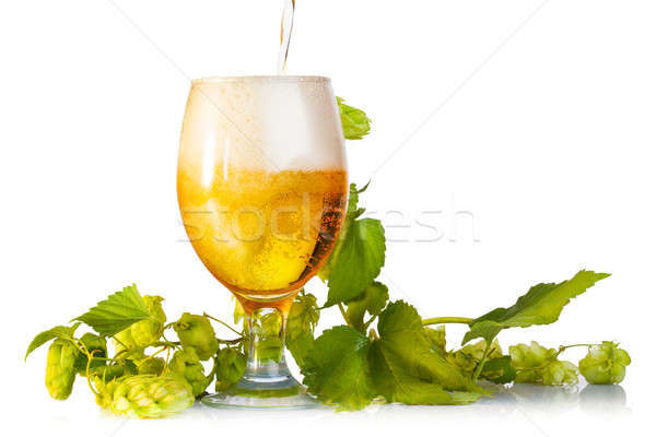 Hop Bier isoliert weiß trinken Mais Stock foto © alexandkz
