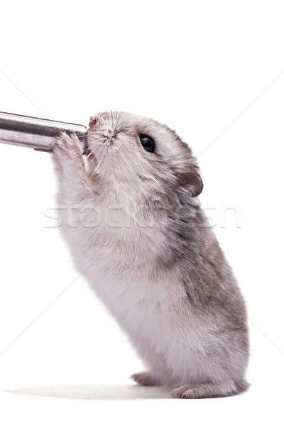 Weinig dwerg hamster geïsoleerd witte Stockfoto © alexandrenunes