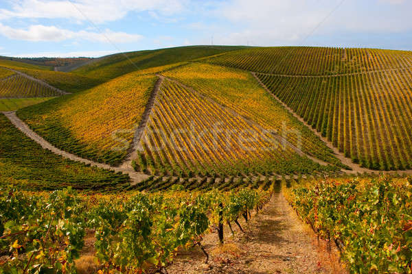 Schönen Weinberg Landschaft Himmel Baum Gras Stock foto © alexandrenunes