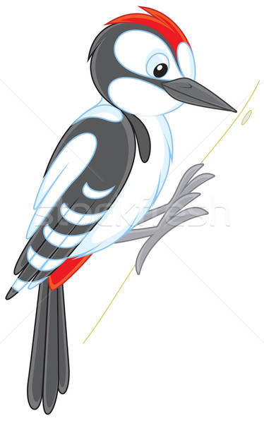 Stock photo: woodpecker