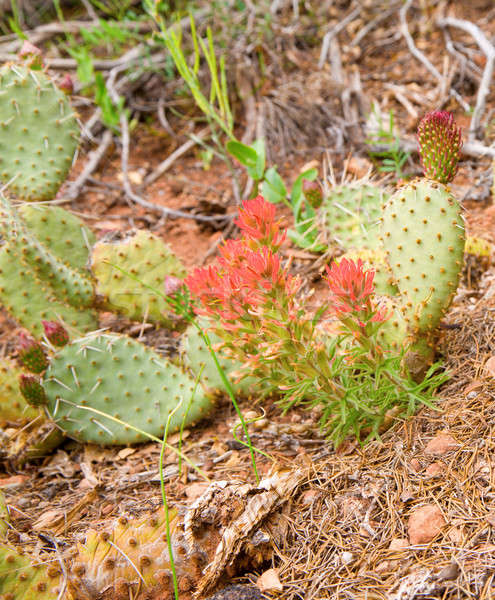 Prickly Pear Stock photo © alexeys