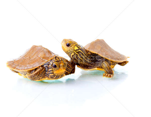 Baby turtles Stock photo © alexeys